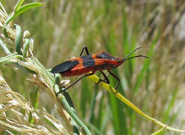 Milkweed Bug